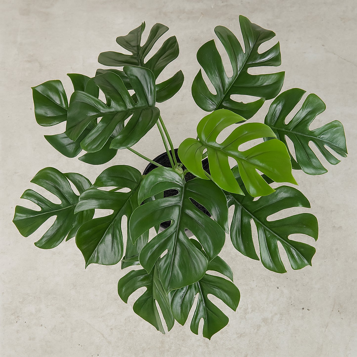 Urbanstyle Faux Real Rhaphidophora Plant – Natural Style, Zero Effort