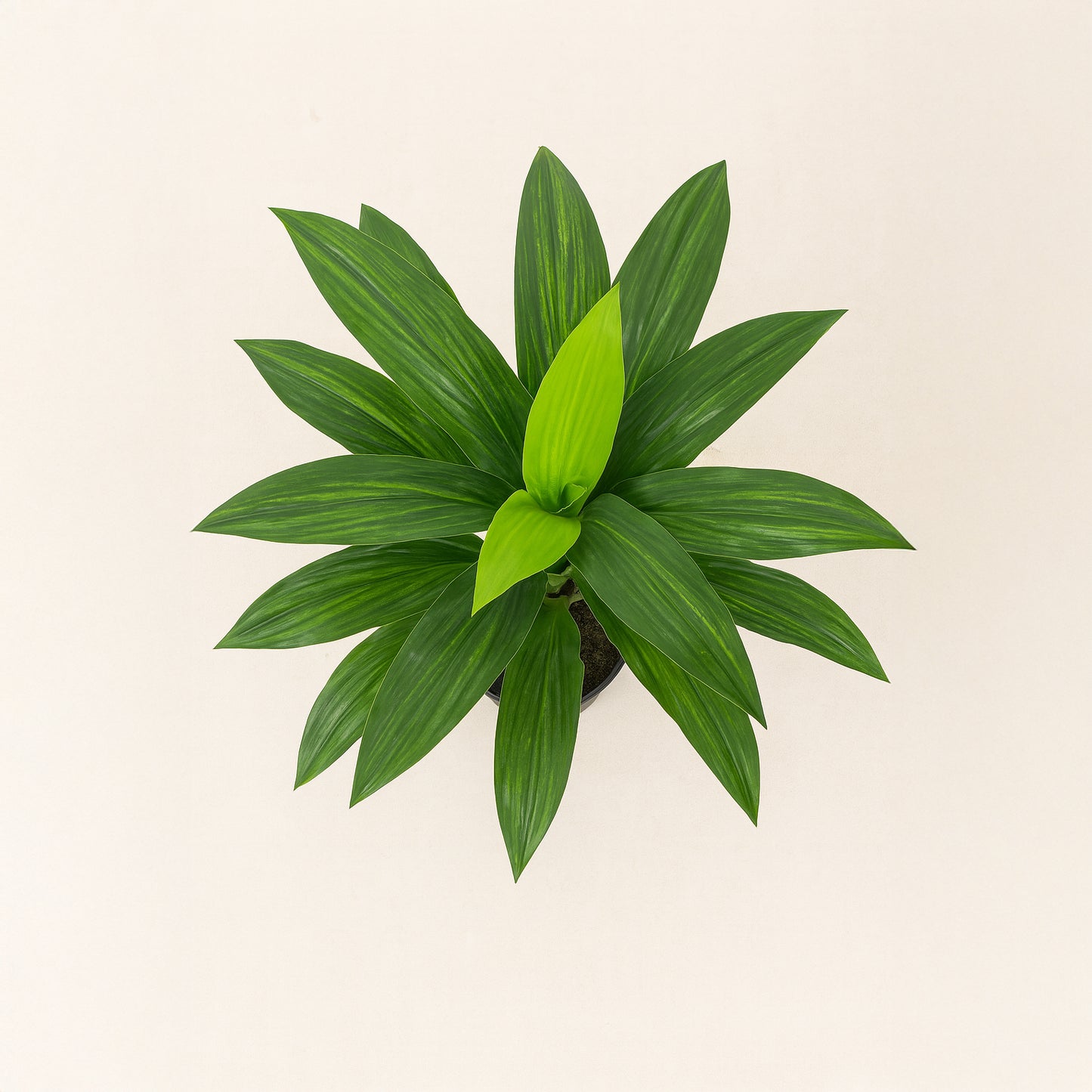 Urban Style Faux Real Dracaena Fragrans – Low-Maintenance Tropical Style