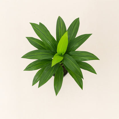 Urban Style Faux Real Dracaena Fragrans – Low-Maintenance Tropical Style