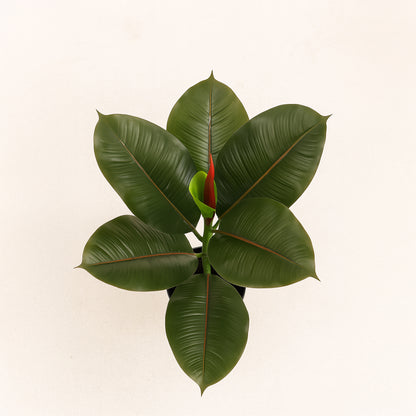 Urban Style Faux Real Ficus Elastica – Effortless Green Elegance
